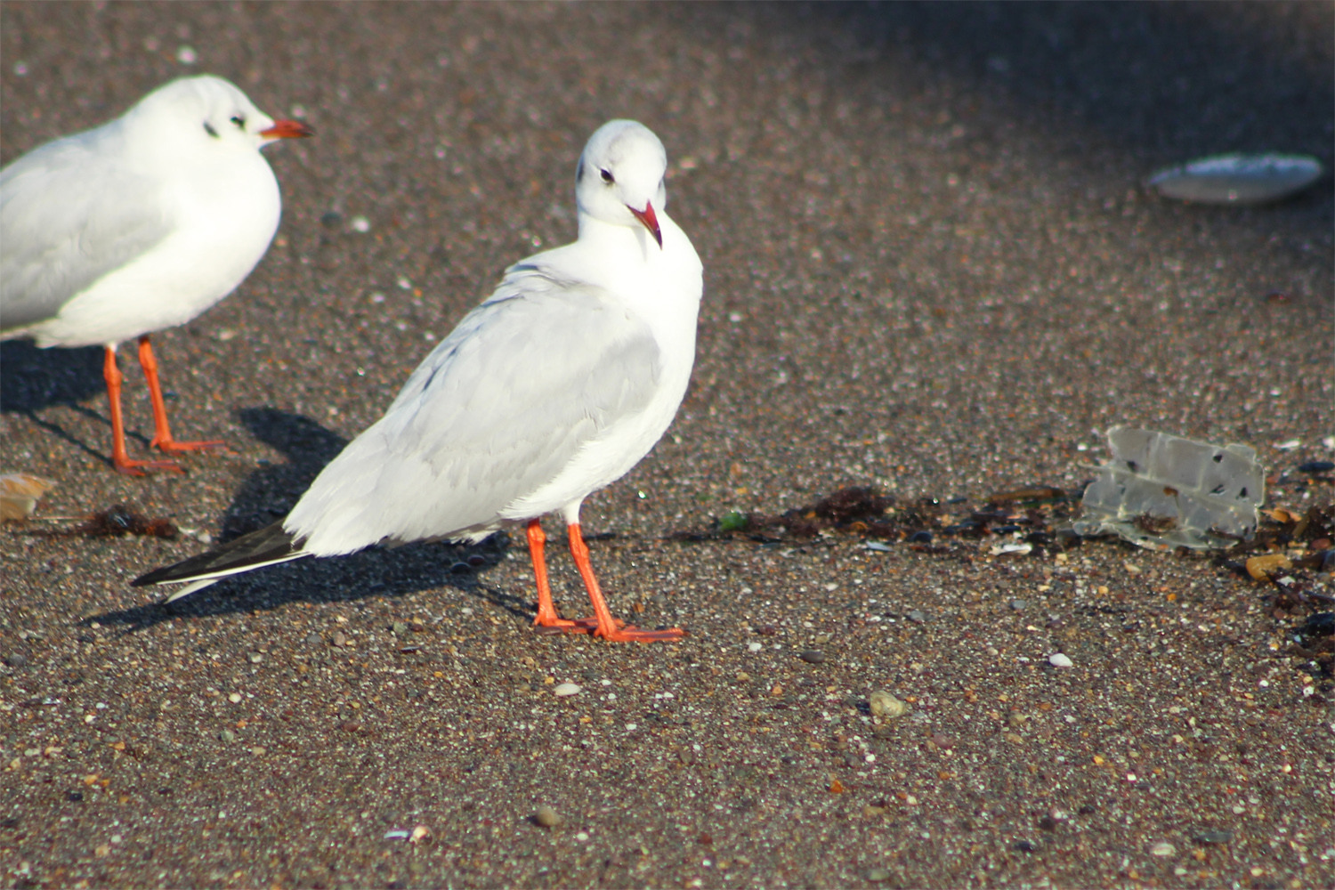 Mediterranean Gull